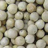 White Pepper Seeds Manufacturer Supplier Wholesale Exporter Importer Buyer Trader Retailer in Thiruvalla Kerala India